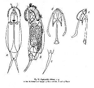Wulfert, K (1937): Archiv für Hydrobiologie 31 p.603, fig.13